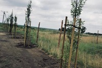 ulica Wilkowicka w Lesznie (photo)