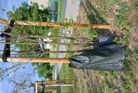 Drzewka z workami do kropelkowego nawadniania  (photo)