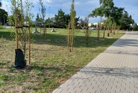 Drzewka z workami do kropelkowego nawadniania  (photo)