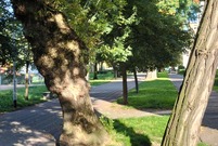 Leszczyńskie planty (photo)