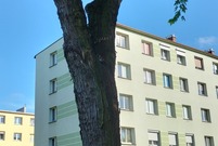 Leszczyńskie planty (photo)