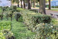 Leszczyńskie planty (photo)
