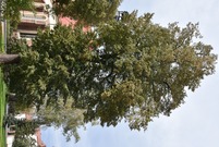Okazy leszczyńskich drzew (photo)