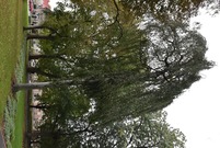 Okazy leszczyńskich drzew (photo)