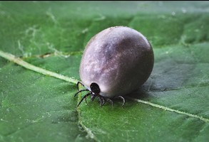Zdjęcie, Borelioza - cicha epidemia