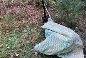 Małe drzewko w worku