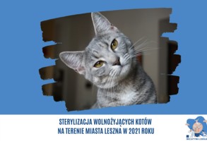 Zdjęcie, Sterylizacja wolnożyjących kotów na terenie miasta Leszna w 2021 roku