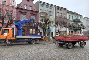 Podnośnik i przyczepa z obciętymi gałęziami na leszczyńskim Rynku
