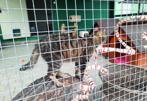 kot w schronisku za ogrodzeniem