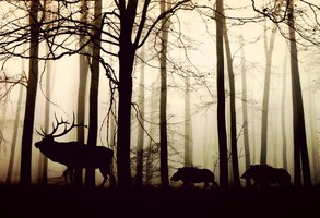 Sylwetki jelenia i dzików na tle lasu